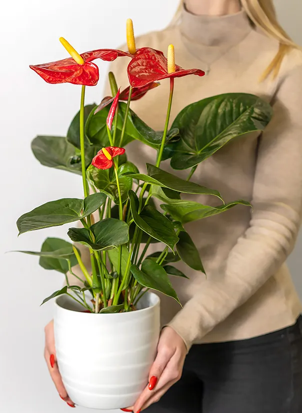 Антуриум красный