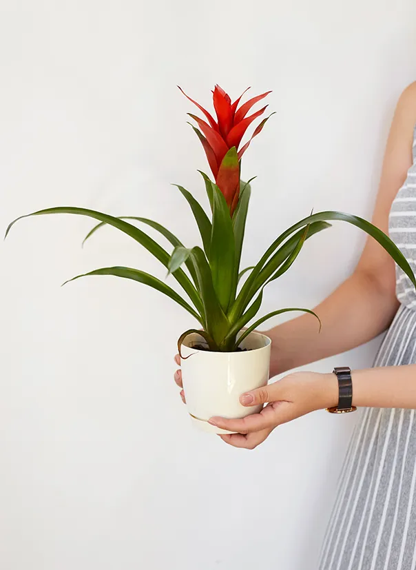 Гузмания красная