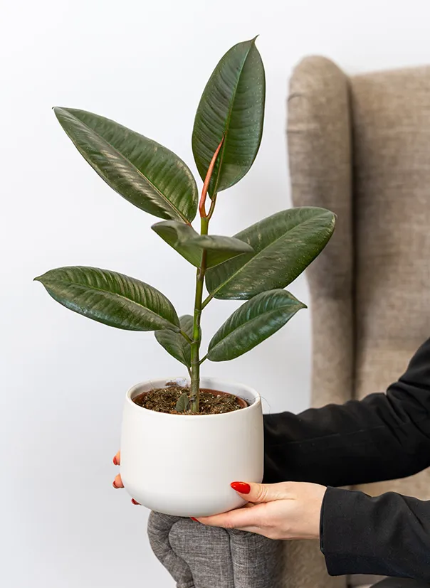 Фикус Робуста