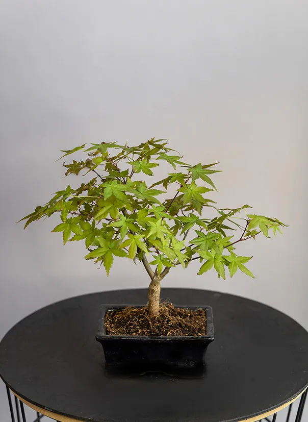 Бонсай Клен