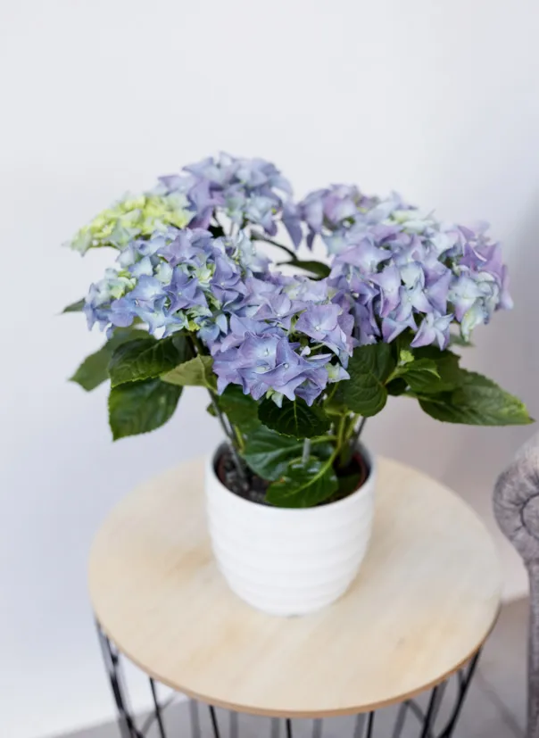 Гортензия голубая