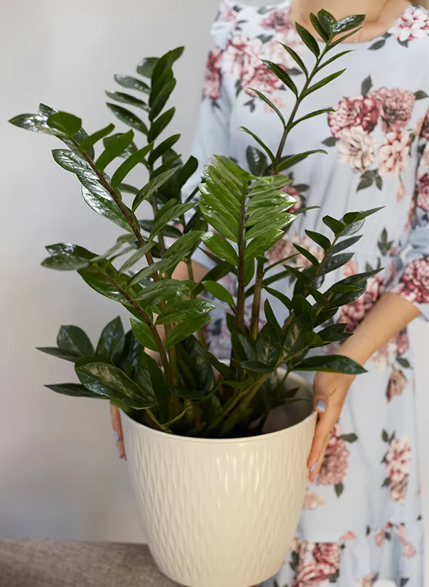 Замиокулькас