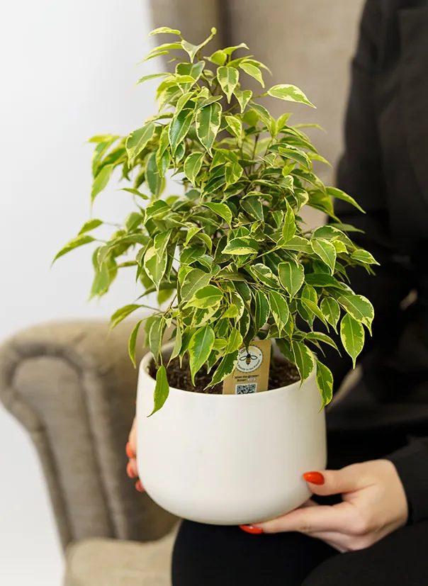 Фикус Кинки