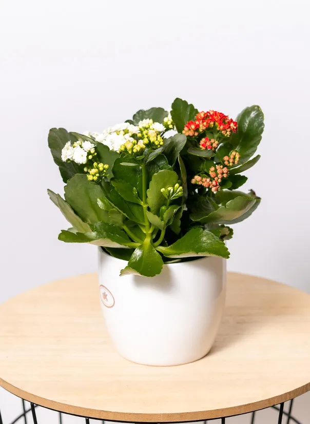 Каландива Трио