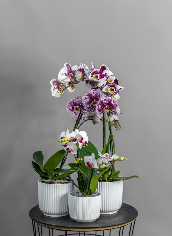 Орхидея Фаленопсис микс