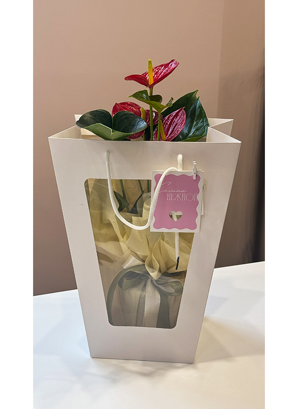 Антуриум красный в подарочном оформлении