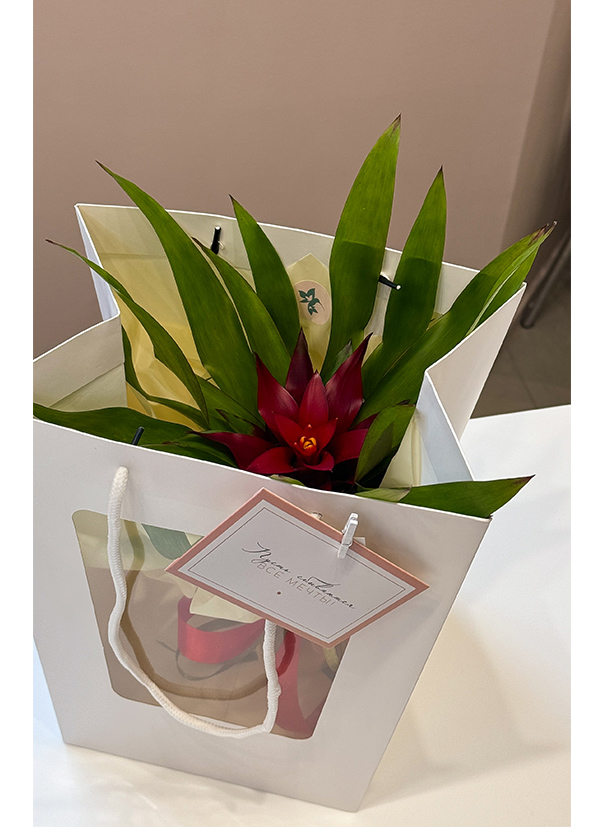 Гузмания красная в подарочном оформлении